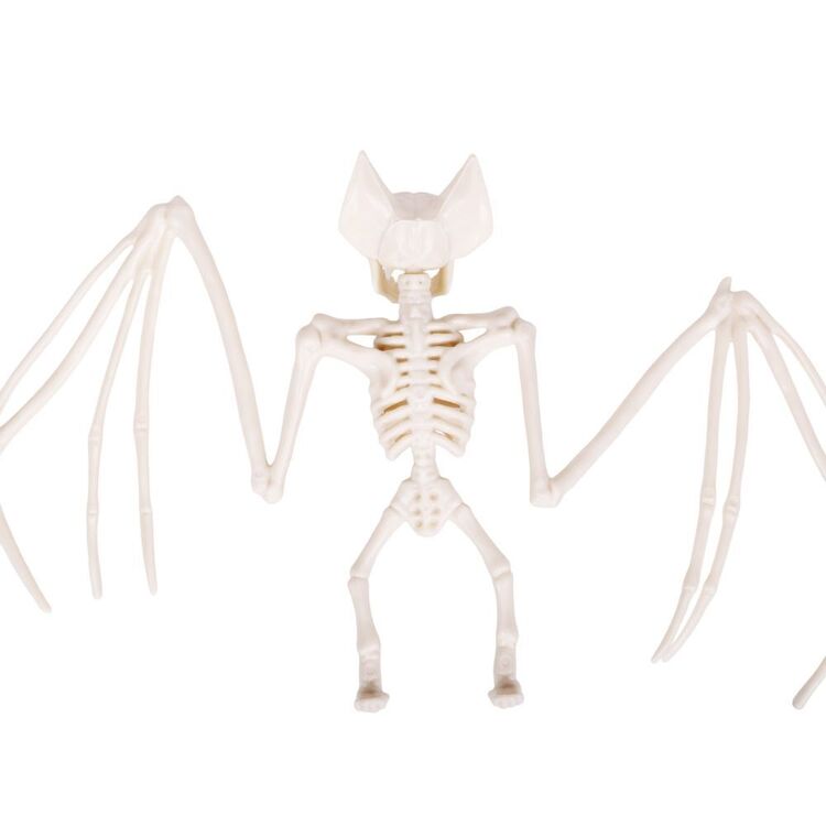 Halloween Bat Skeleton with Open Wings in Natural Color for Mantels and Branch Scenes